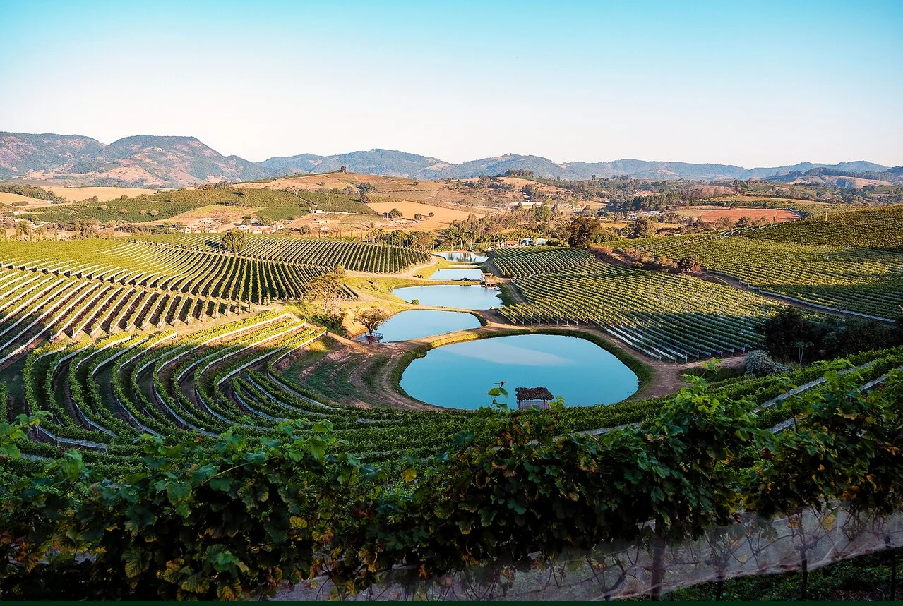Fileiras de vinhedos na paisagem rural de Andradas, Minas Gerais